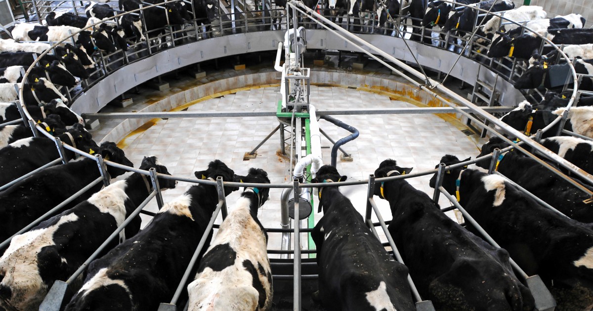 7 hechos que desconocÃ­as sobre la vida de las vacas en las granjas lecheras
