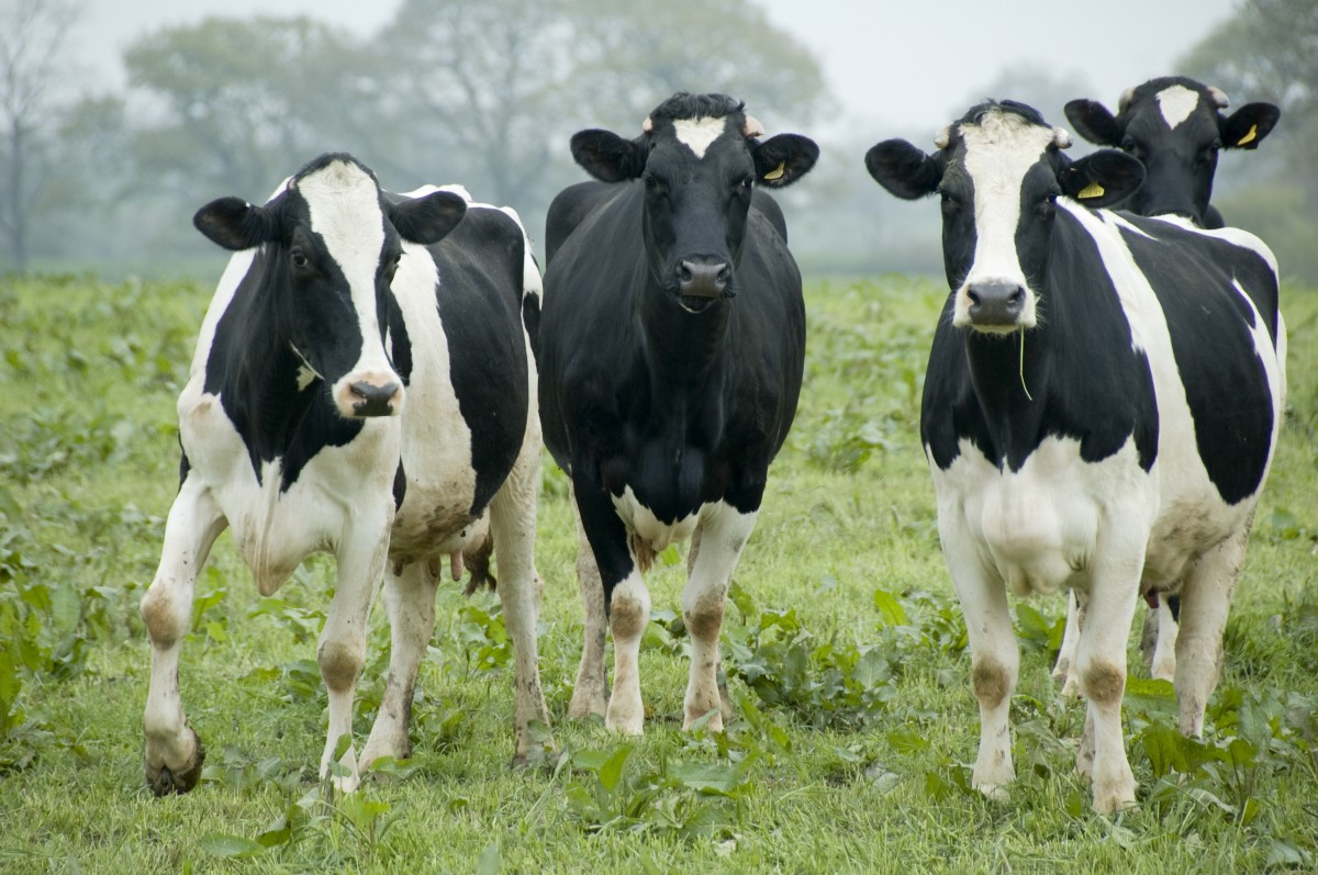 New Study: Adolescent Cows Get Moody Like Human Teenagers