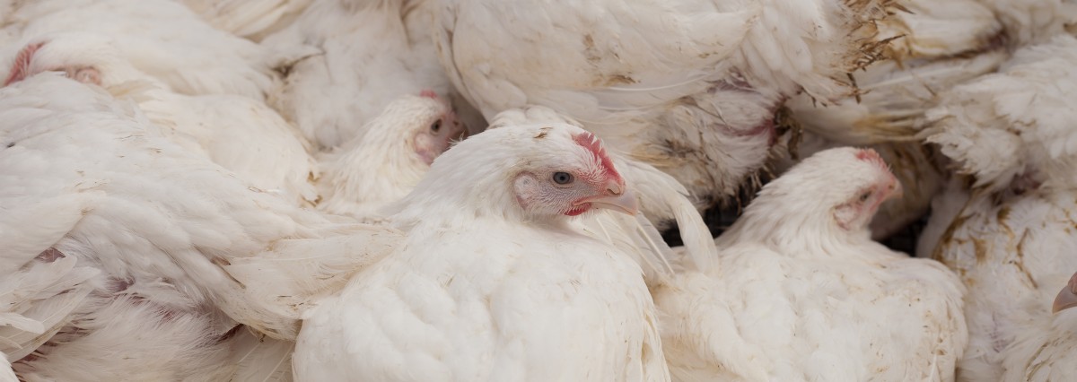 IHOP Refuses to Reduce Suffering for Chickens. Weâ€™re Demanding Action.
