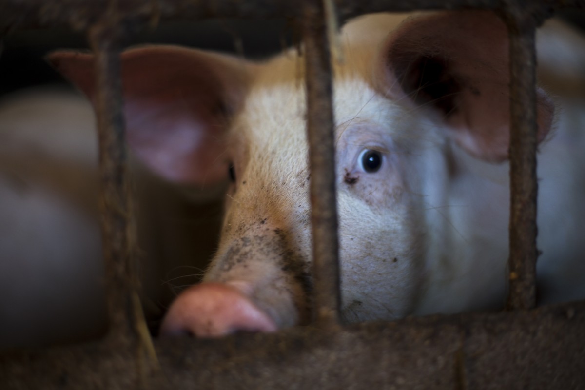 Mercy For Animals Joins Lawsuit Against the USDA for Failing to Protect Pigs