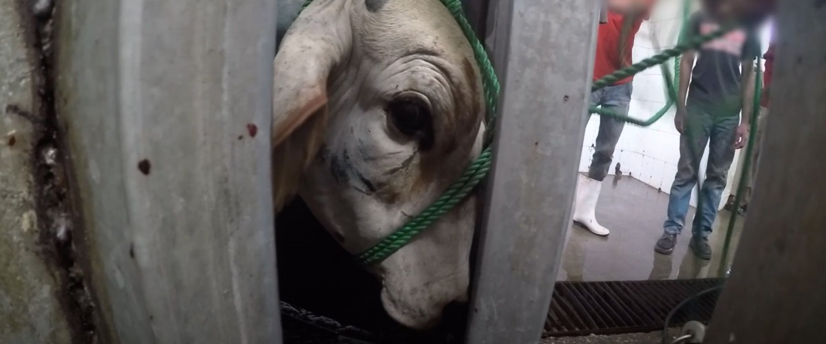 Animals Forced onto Ships, Chased, and Stabbed in Heartbreaking Investigation