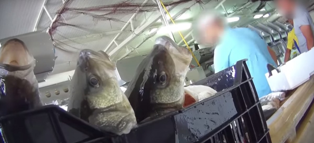 Peixes enfrentam superlotação e asfixia, revela investigação