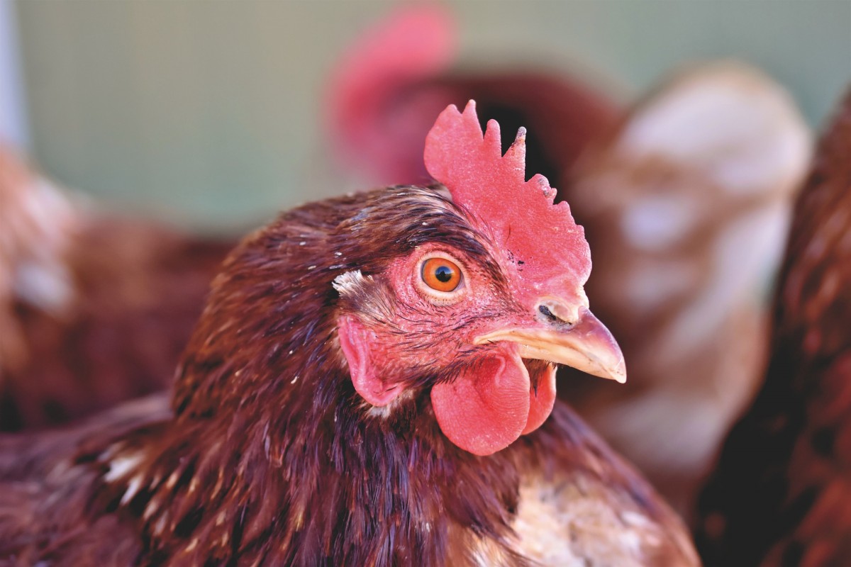 Nearly Half a Million Chickens Die in Massive Egg-Farm Fire