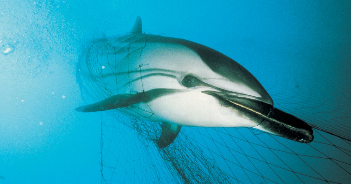 The Commercial Tuna Industry Is Killing Dolphins in the 