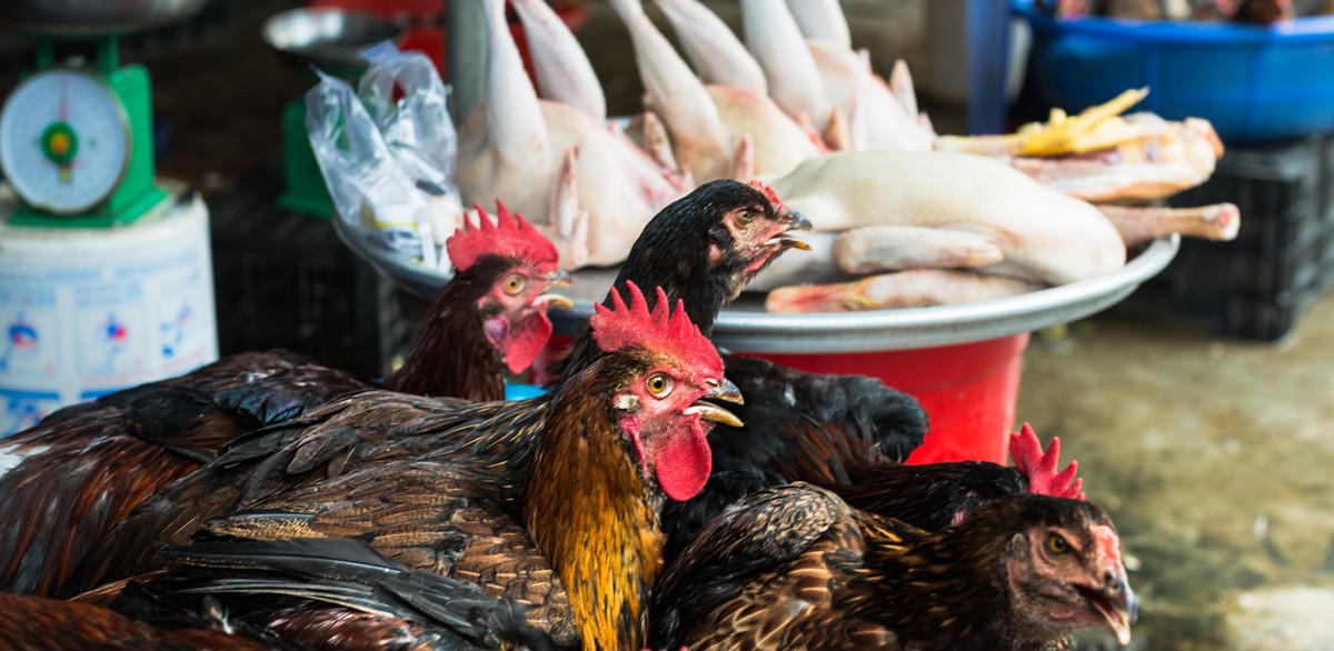 What Do Wet Markets and Factory Farms Have in Common?