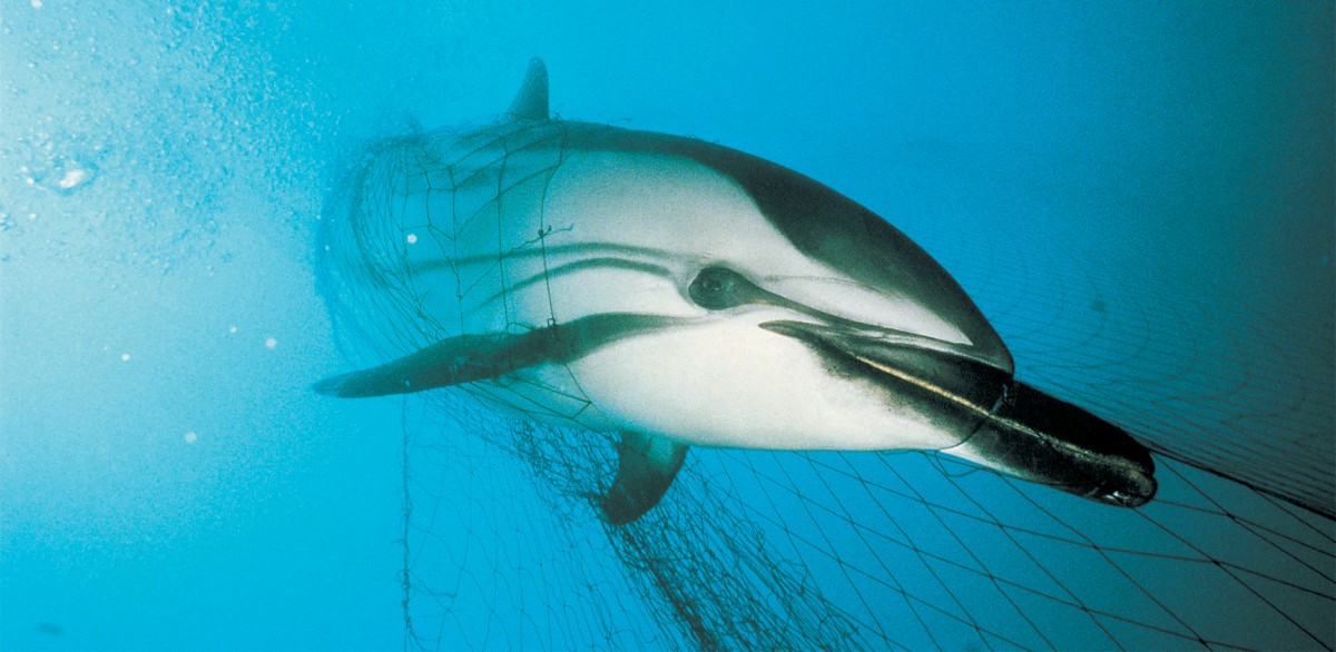 The Commercial Tuna Industry Is Killing Dolphins in the Indian Ocean