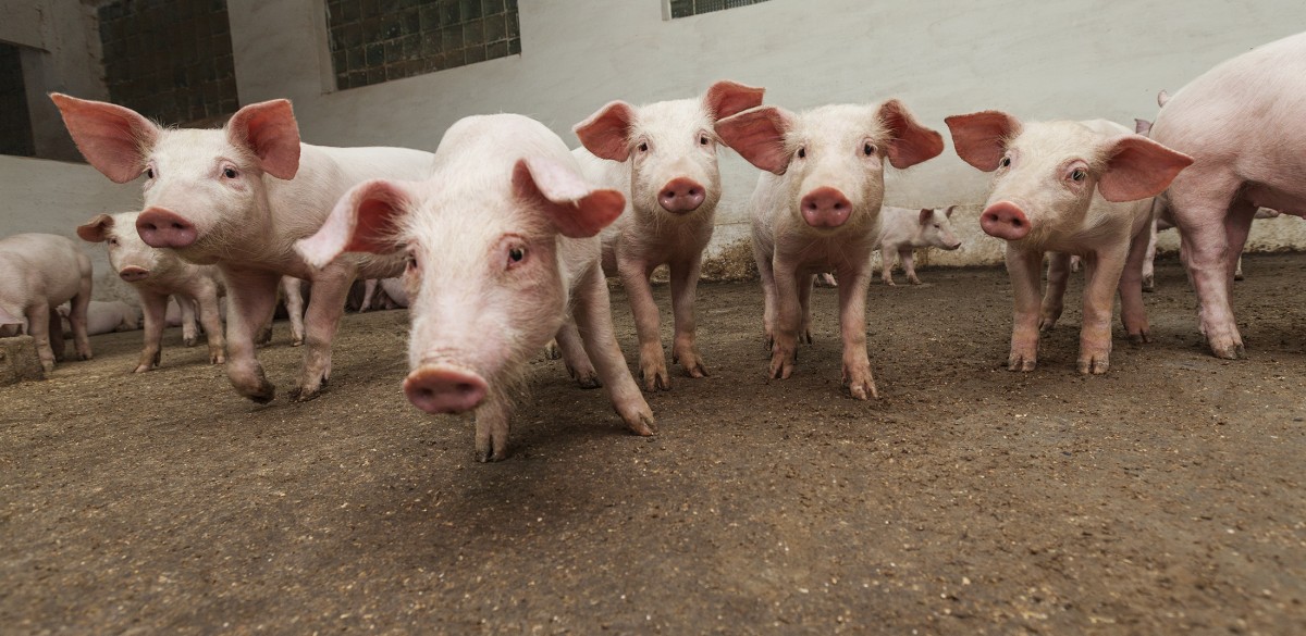 Pork Producers Threaten to Kill Baby Pigs, Demand  Billion Bailout