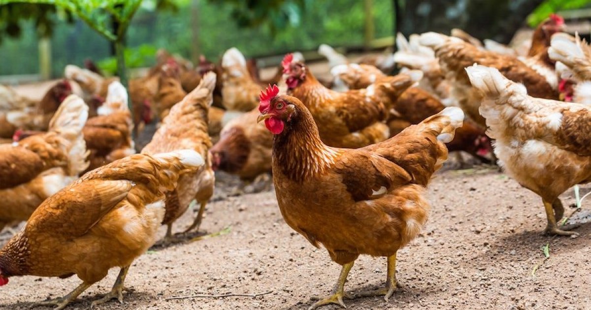 Datos interesantes que te asombrará descubrir sobre las gallinas