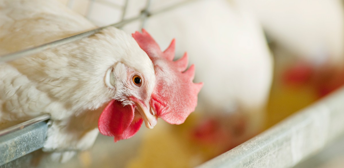 Animal Sanctuary Saves 1,000 Chickens from Being Gassed to Death