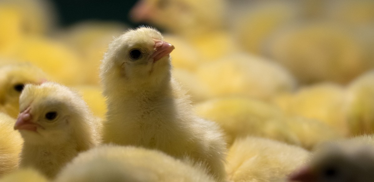 15 Million Baby Chicks Dumped in Mass Grave and Buried Alive