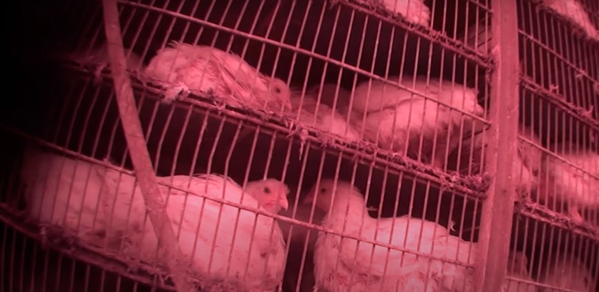 Shocking Footage Shows Chickens’ Feet Torn Off on High-Speed Slaughter Line