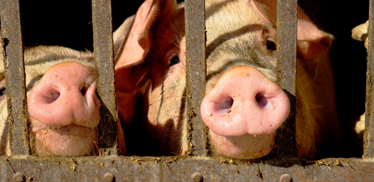 The Meat Industry Is Using Wood Chippers to Dispose of Dead Pigs