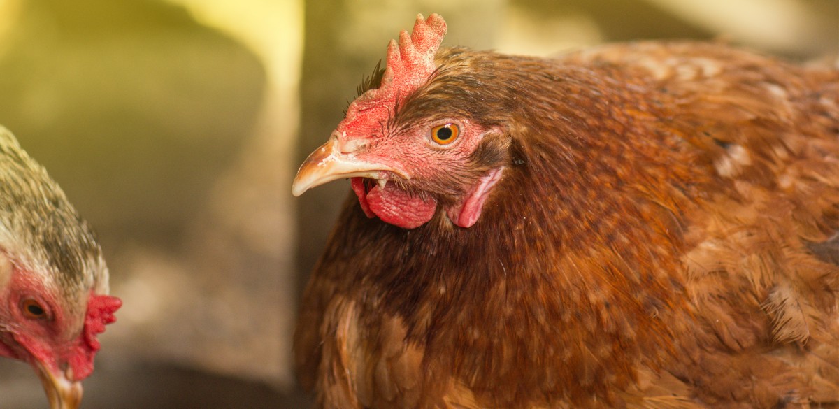 Progress! Colorado Enacts Law Eliminating Cages for Hens