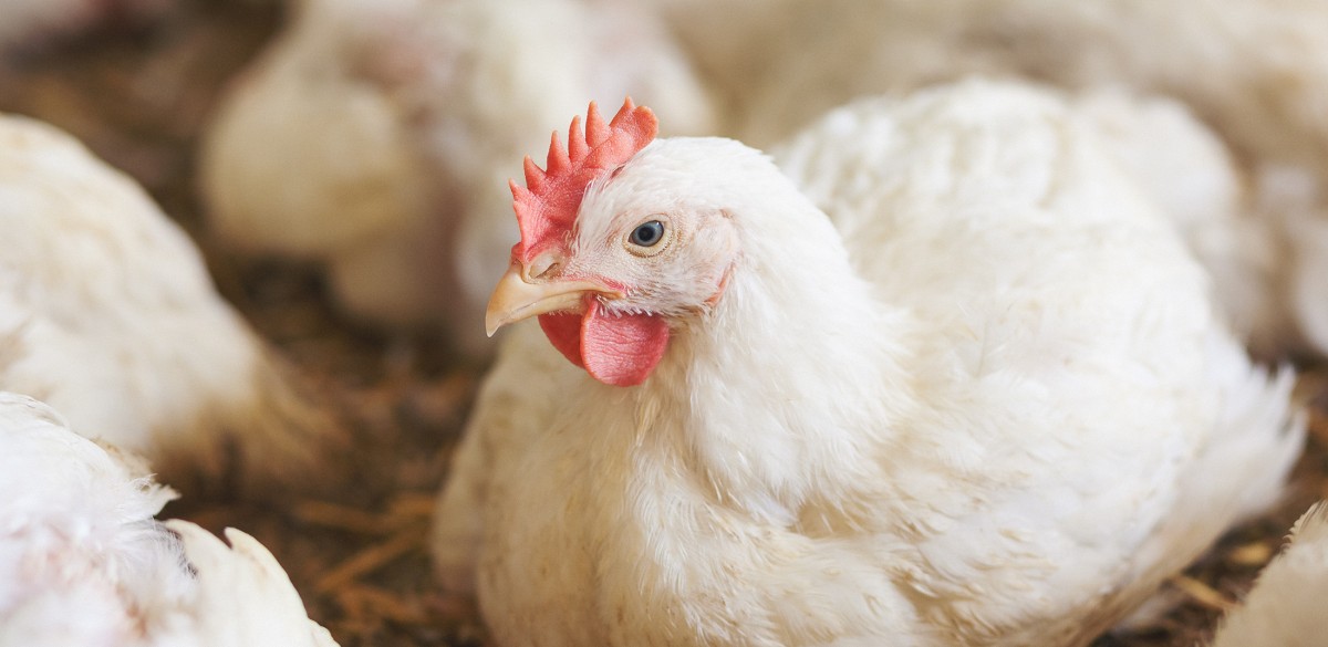 Four Chicken Industry Executives Indicted for Price Fixing