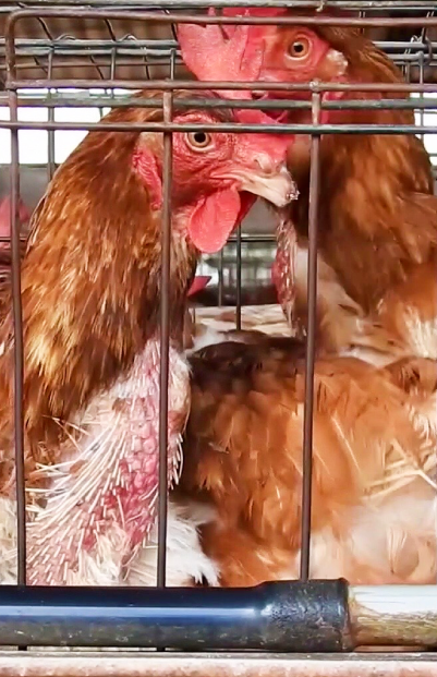 Chickens confined behind bars