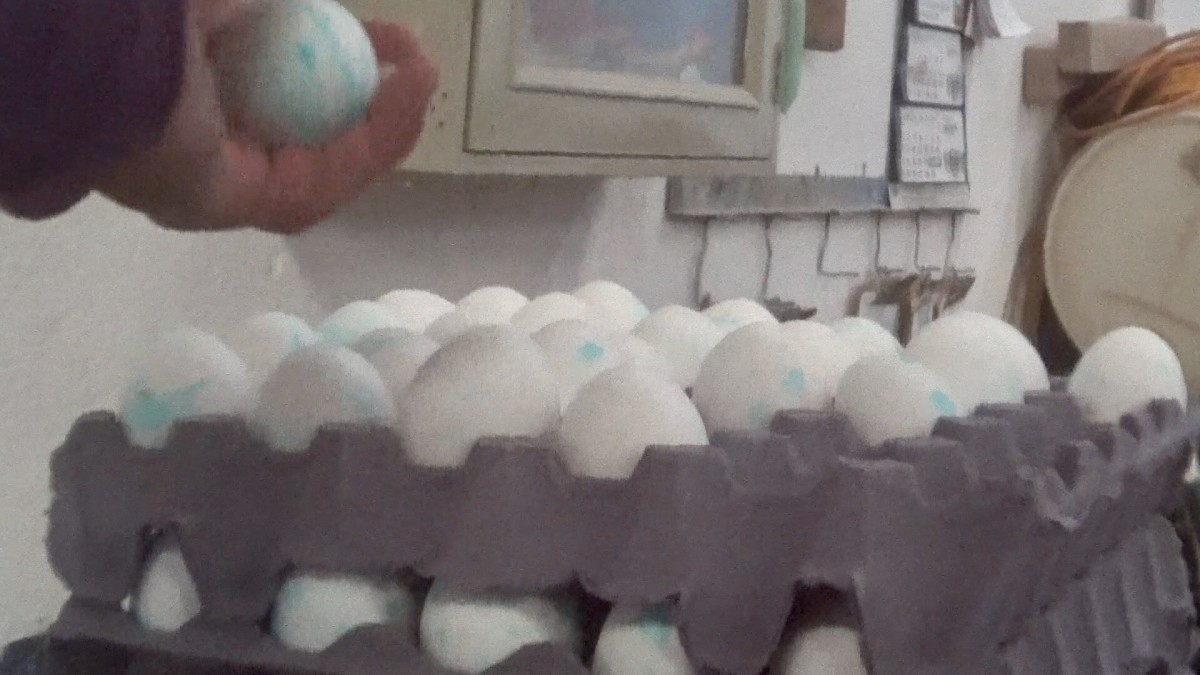 Investigación de granjas en México revela venta de huevos salpicados de antibióticos