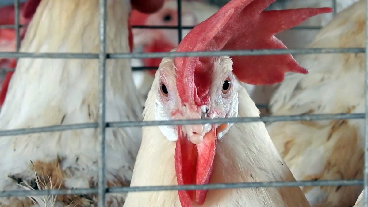 Investigação em granja de ovos revela gripe aviária e riscos à saúde pública