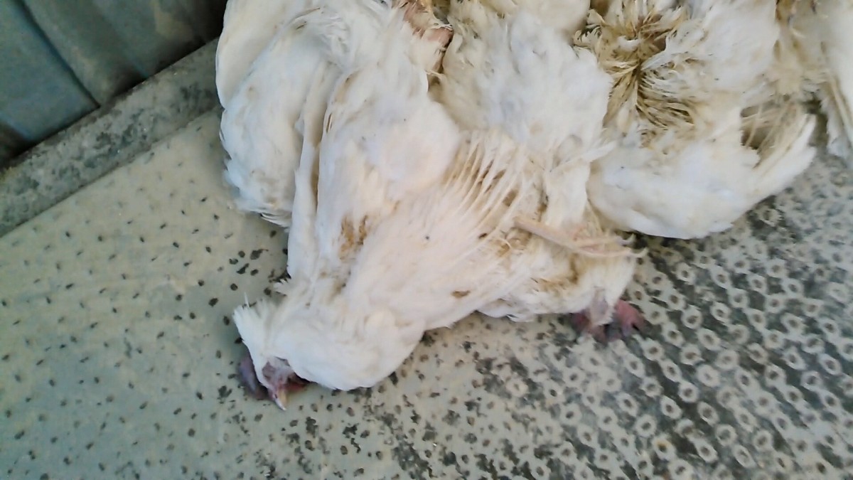 Egg Farm Investigation Reveals Hens Living with Corpses and Maggots