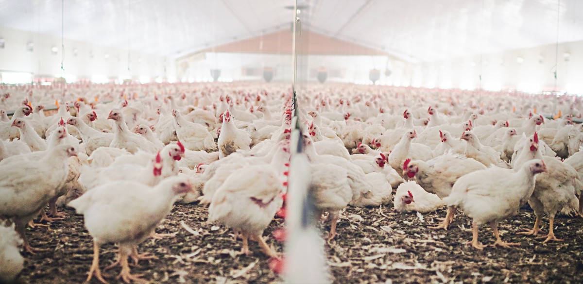 Mercy For Animals Joins Lawsuit Challenging the USDA’s Inadequate Response Plan for Bird Flu