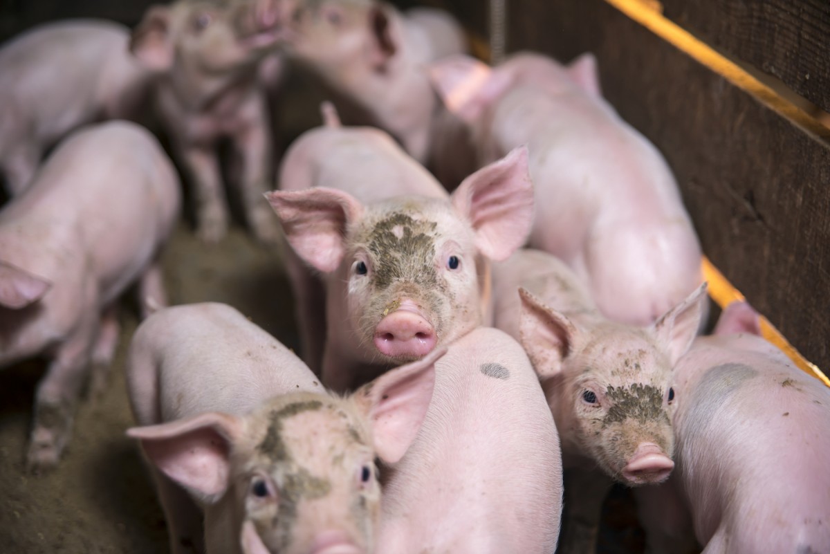 “Wasting” Animals’ Lives Is the Cost of Doing Business for Big Meat