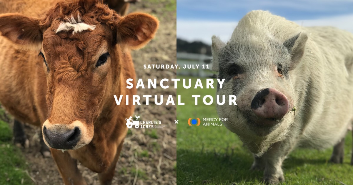 Exciting Event! Mercy For Animals to Co-Host Virtual Farm Sanctuary Tour