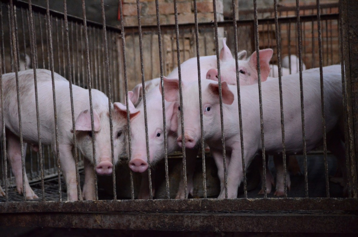 Nearly a Million Pigs Killed After Outbreak of African Swine Fever