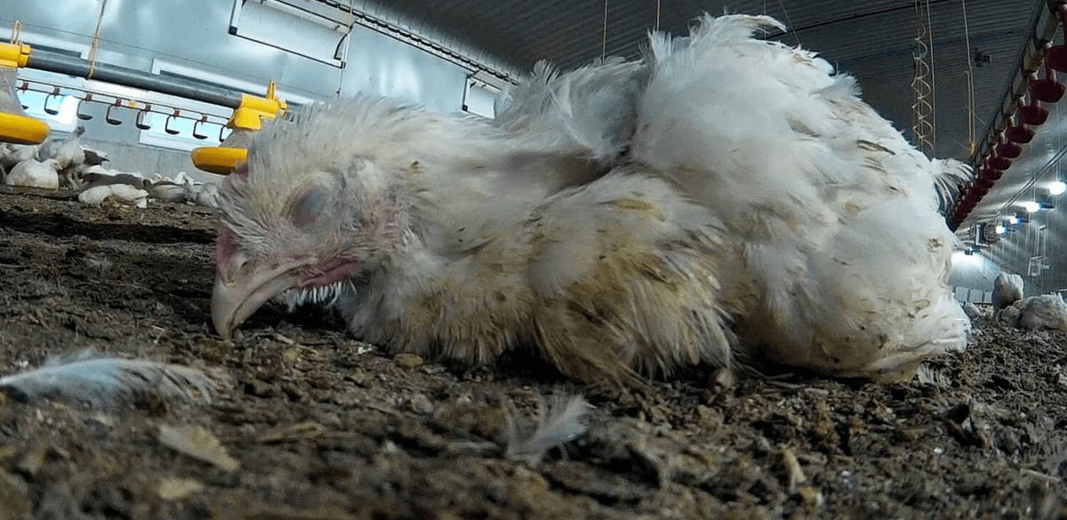 Chickens Crushed, Denied Water, and Left to Suffer at McDonald’s Supplier