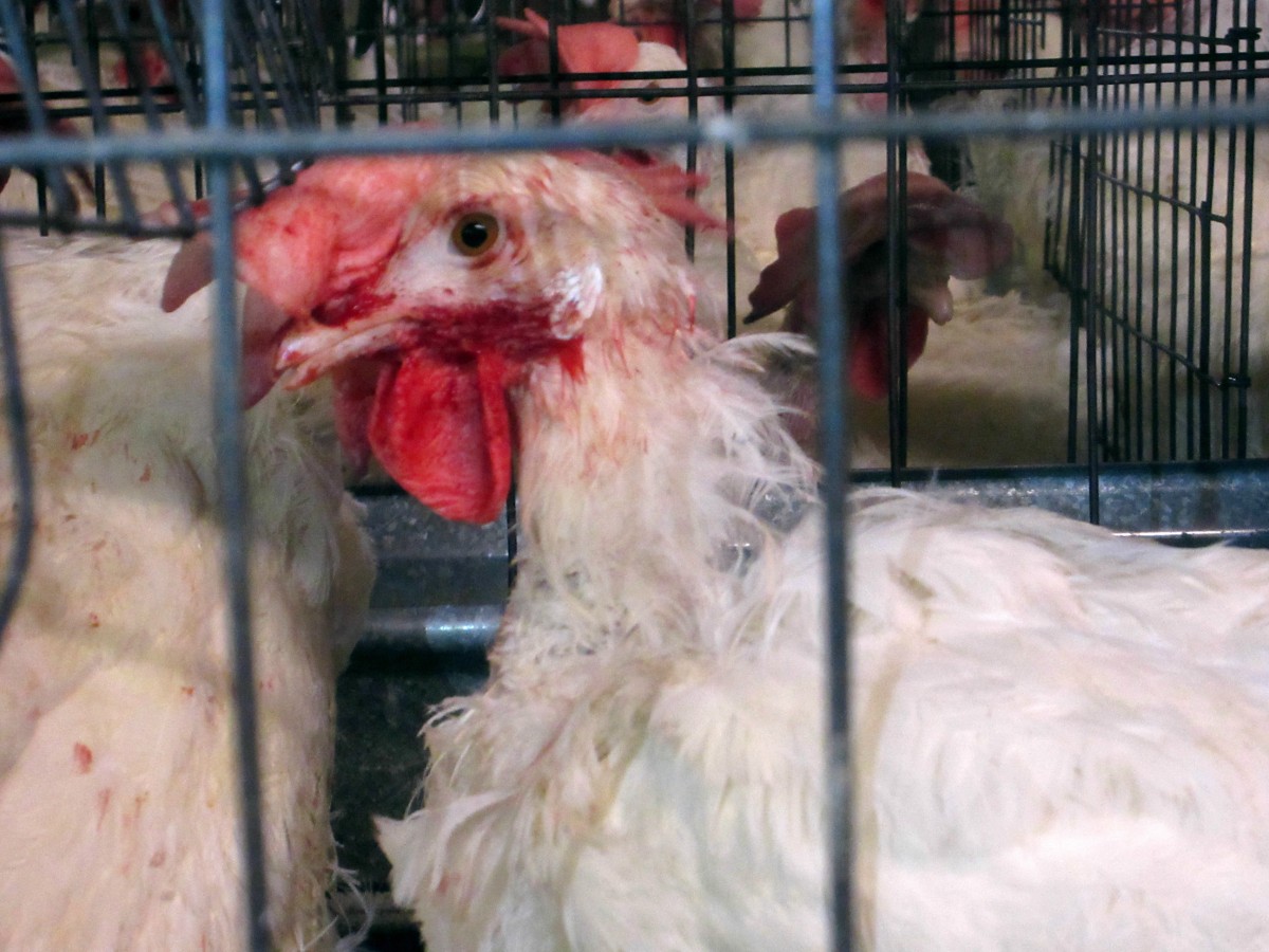 En Ecuador, las gallinas también sufren a causa de la industria del huevo