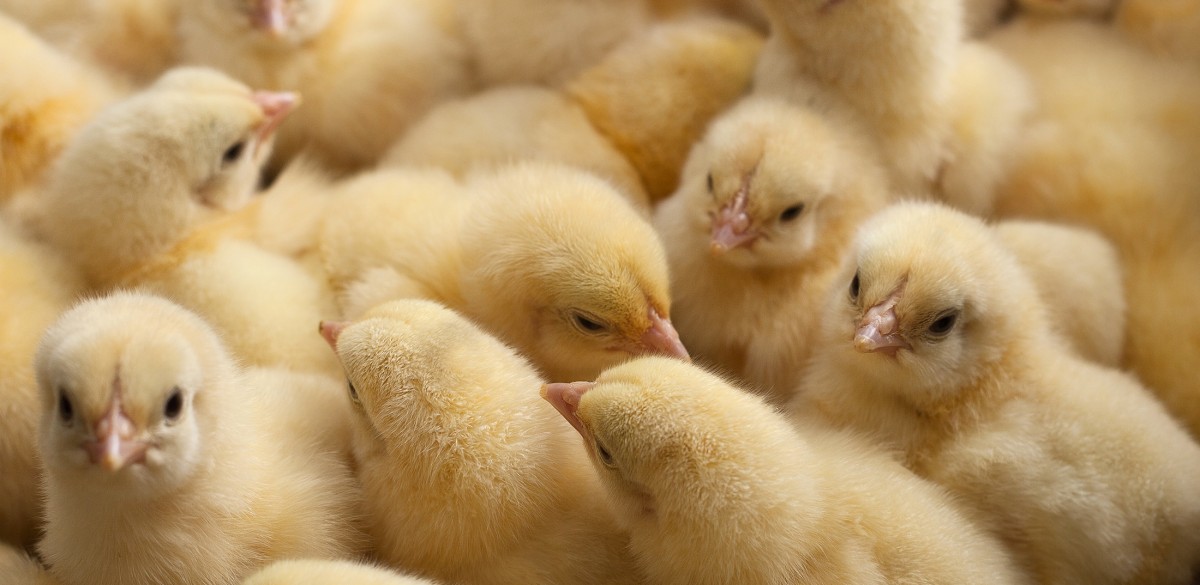 Thousands of Chicks Smothered, Crushed, and Lost During Mail Shipment