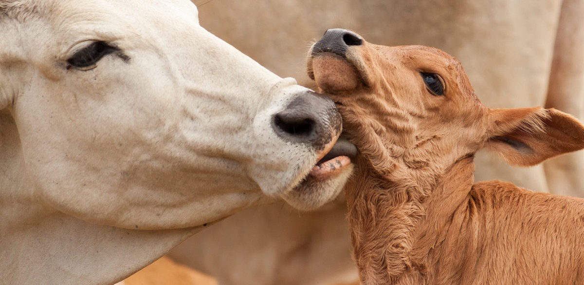 New Study: Social Grooming Helps Cows Form Close Friendships