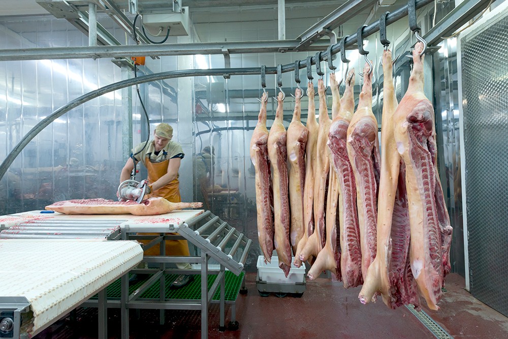 Novo vírus com potencial pandêmico é detectado em funcionária de frigorífico de porcos no Paraná