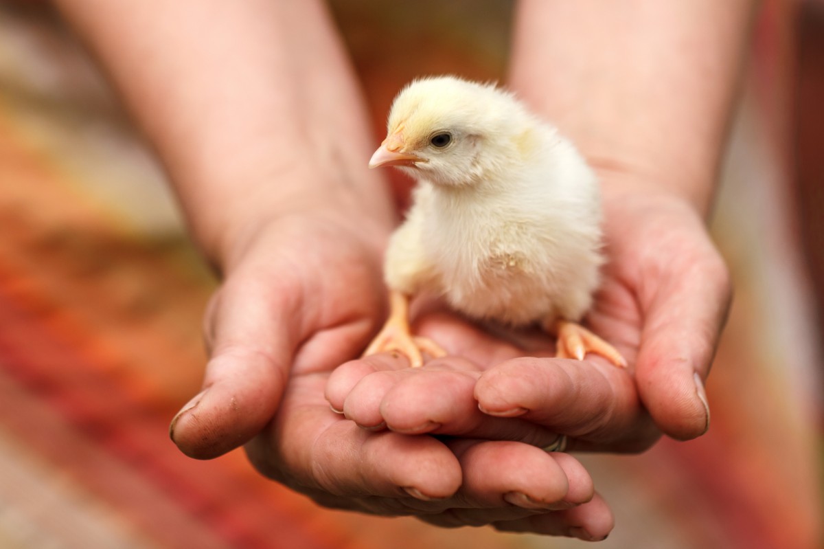 New Study Results Could Greatly Reduce Suffering for Billions of Chickens