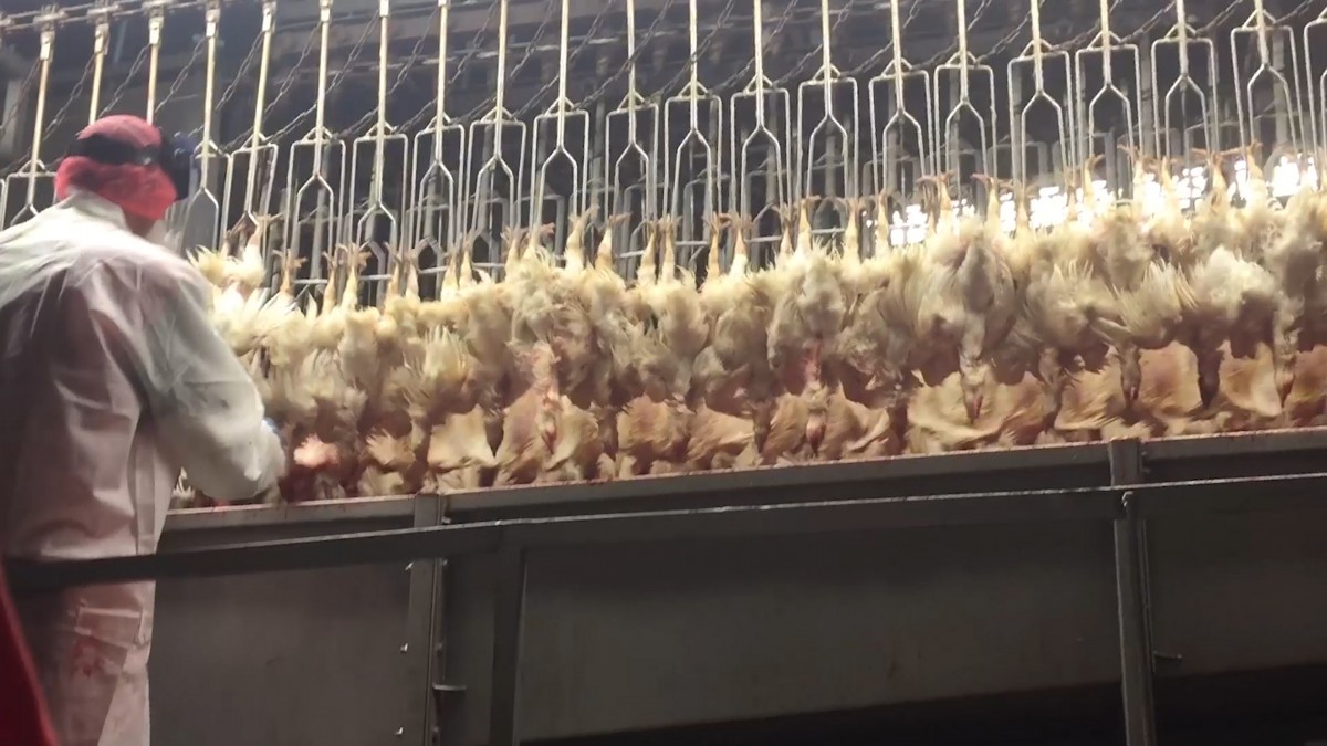 Why Live-Shackle Slaughter Is One of the Cruelest Meat Industry Practices