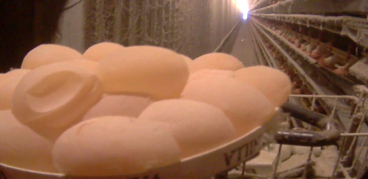 NEW VIDEO: These Chickens Are So Calcium Deficient They Lay Eggs Without Shells