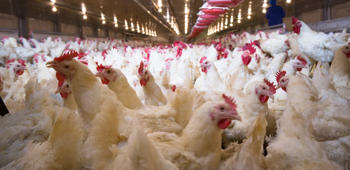 New Study: Intensive Breeding Causes Fatty Stripes in 80 Percent of Chicken Breasts