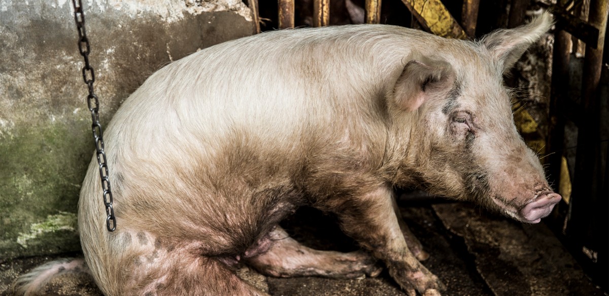 Pigs Arrive at Slaughterhouses Too Sick to Stand, Mercy For Animals Takes Legal Action