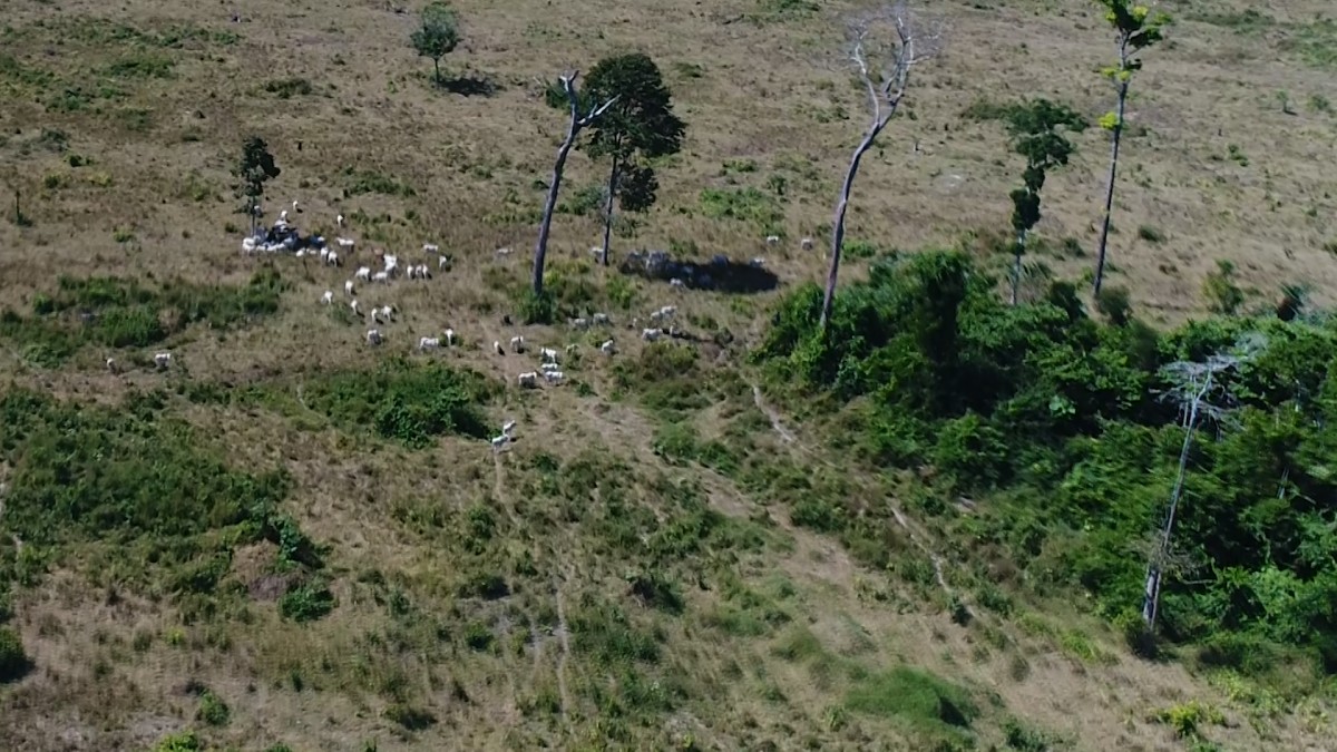 Investigação: Imagens de satélite mostram a maior responsável pela devastação da Amazônia