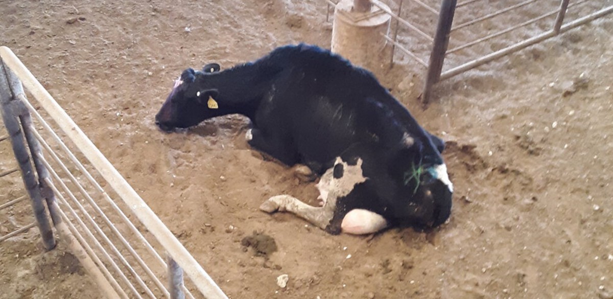 Investigation by SEED Reveals Sick and Injured Cows Shocked with Electric Prods