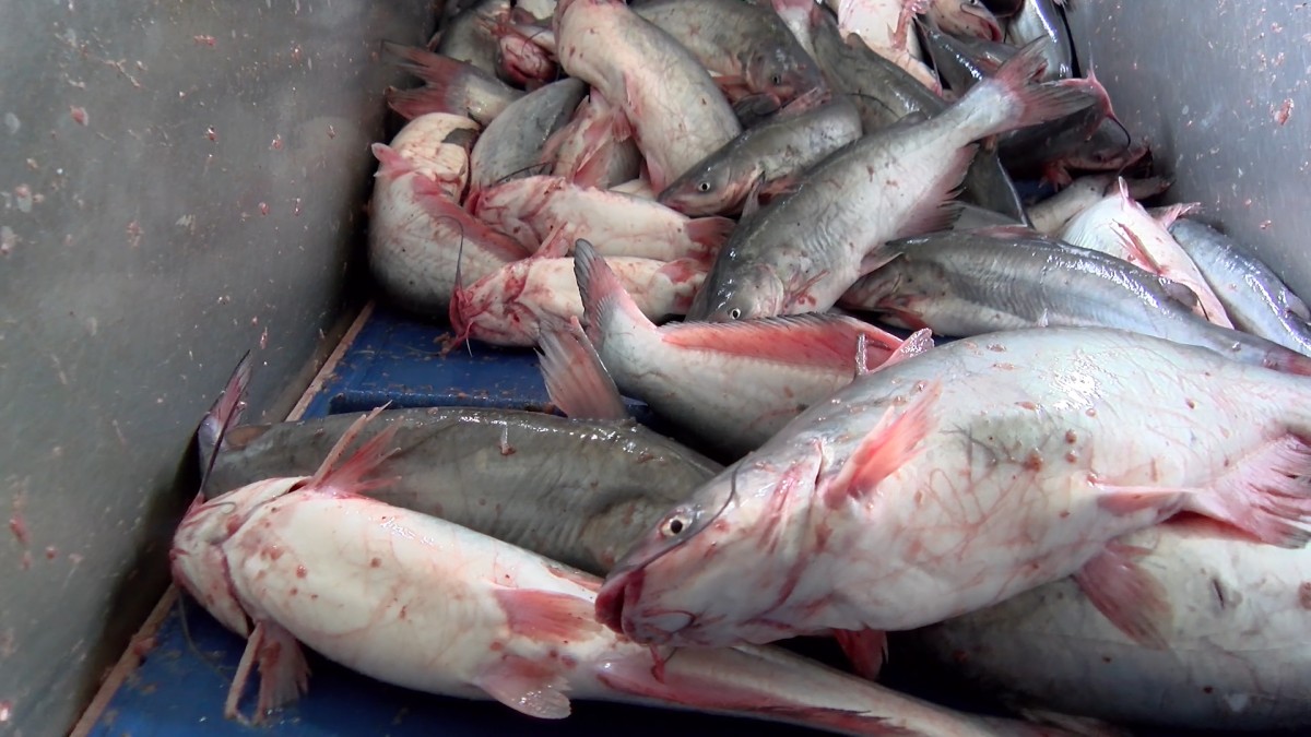 Nova investigação mostra a terrível realidade em fazendas de peixes nos EUA