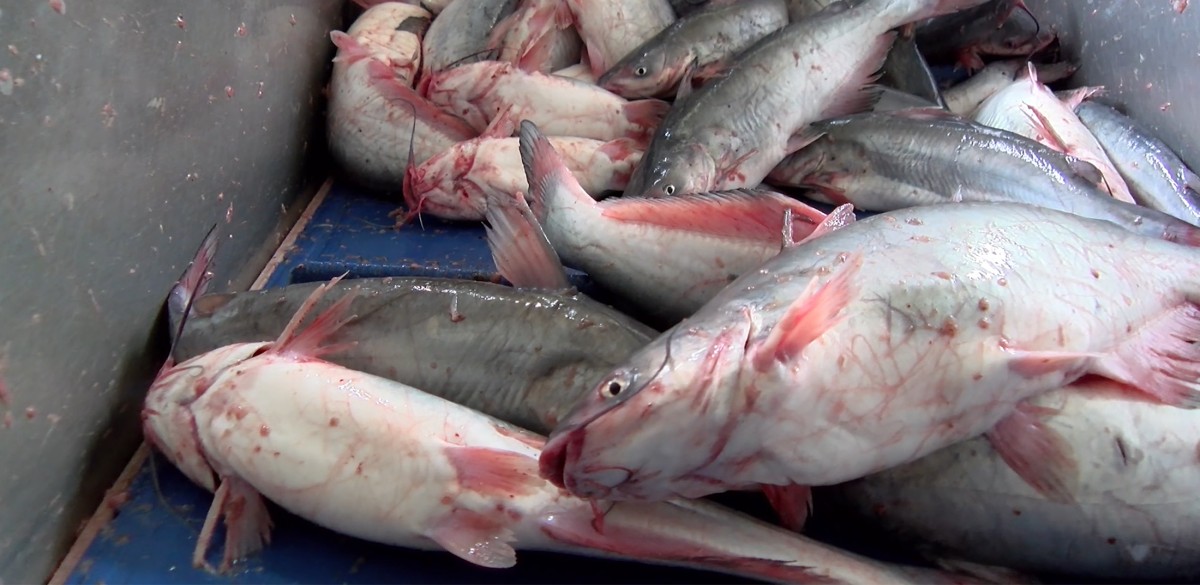 Fish Cut in Half, Electrocuted, and Suffocated in New Investigation