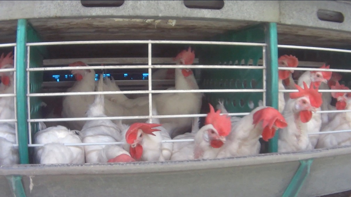 Investigação em granja de ovos no Brasil resulta em denúncia grave