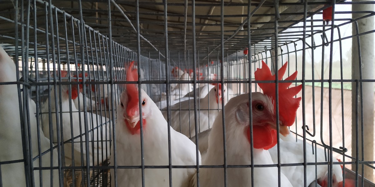 Pão de Açúcar e Extra (GPA) se comprometem a banir ovos de galinhas confinadas em gaiolas