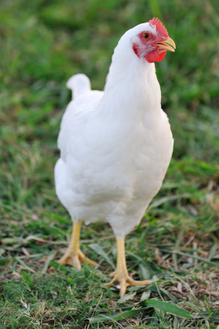iStock_000009830248XSmall.jpg