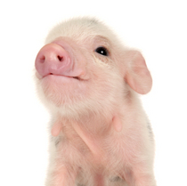 iStock_000013536356XSmall.jpg