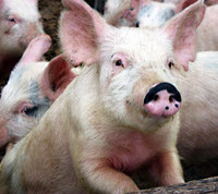 pig111.jpg