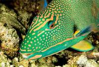 parrot-fish.jpg