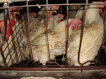 GemperleBatteryCage.jpg
