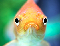 Scientists Show Fish Feel Pleasure and Pain - Mercy For Animals