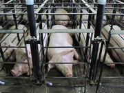 piginvestigationimage.jpg