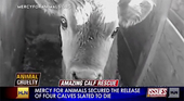 hlncalfrescue.jpg